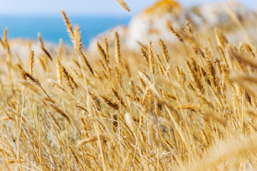 photo of ripe wheat against the background of the sea, on a sunny summer day. Wheat field. Ears of golden wheat close up. Beautiful Nature Sunset Landscape. Rural Scenery under Shining Sunlight. 