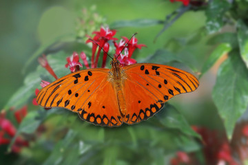 Dione glycera, Heliconiafalter, Passionsfalter, auf Blüte