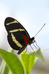 Gelbstreifiger Passionsfalter, Heliconius hewitsoni