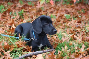 Black labrador puppy