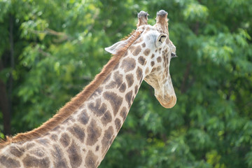 Portrait of the Giraffe in a Zoo