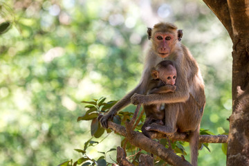 Mother monkey with her cute baby with forest in background