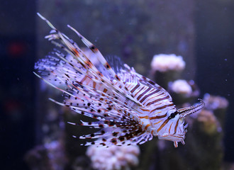 Pterois sp. in marine aquiarium