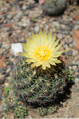 Cactus with big yellow flower