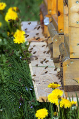 Honigbienen im Frühjahr