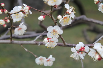 Weiße Kirschblüten