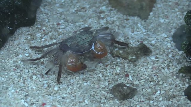 Fiddler crab in the aquarium