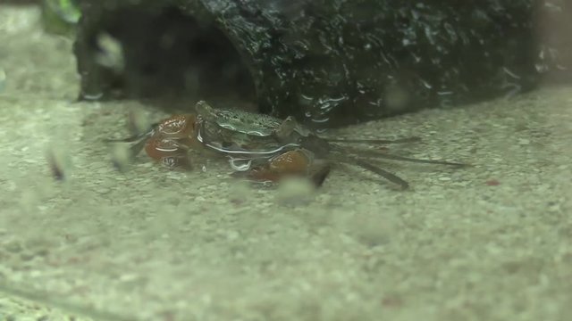 Fiddler crab in the aquarium