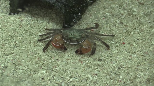 Fiddler crab in the aquarium