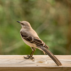 Northern Mockingbird