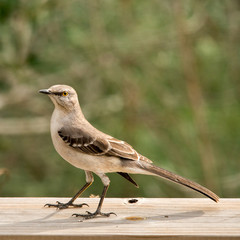 Northern Mockingbird
