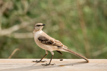 Northern Mockingbird