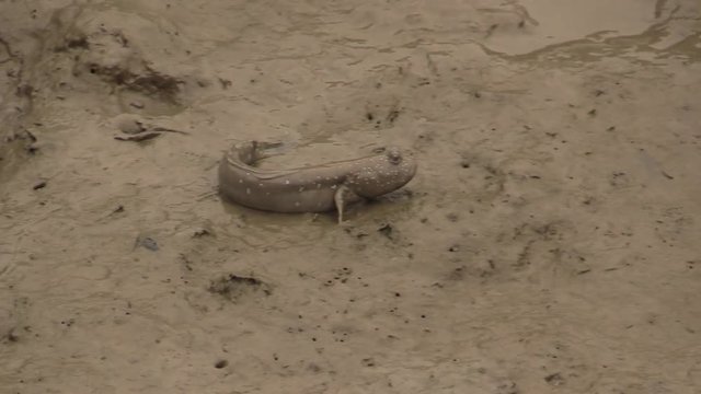 mudskipper in the mud