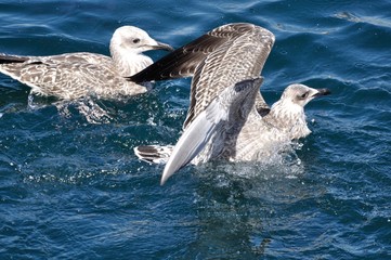 Obraz premium Gaviotas