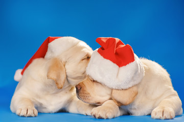 Labrador puppies in santa hat on a blue background