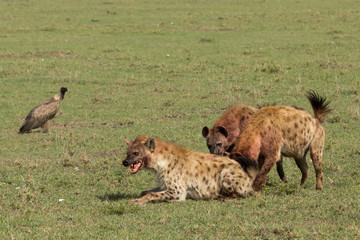 hyenas squabbling over the carcass of a zebra on the grasslands of the Maasai Mara, Kenya
