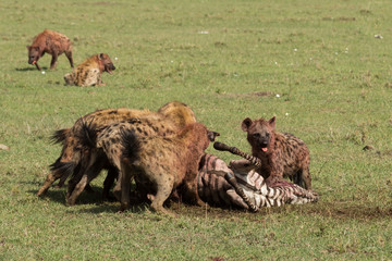 hyenas dividing the carcass of a dead zebra on the grasslands of the Maasai Mara, Kenya