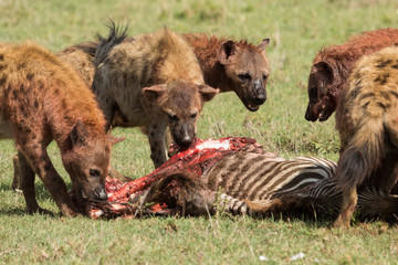 hyenas dividing the carcass of a dead zebra on the grasslands of the Maasai Mara, Kenya