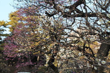 Weiße und pinke Blüten im Park