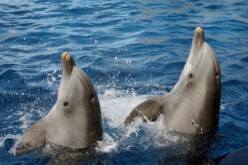 Coppia di delfini