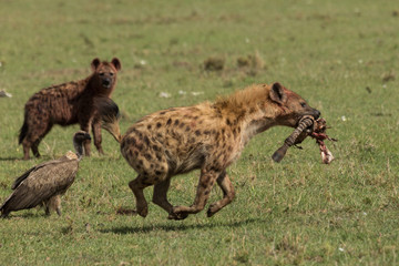 Naklejka na ściany i meble a hyena walks across the grasslands of the Maasai Mara, Kenya with its share of the spoils