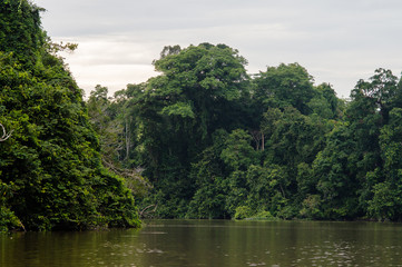 Fototapeta na wymiar Rainforest along the kinabatangan river, Sabah, Borneo. Malaysia.