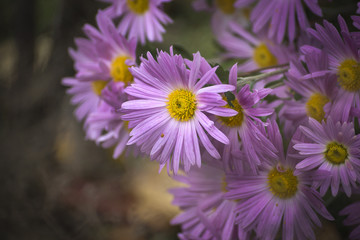 beautiful pink flowers in the garden with spring bokeh background