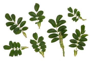 fresh leaves of wild rose, the ingredients for the broth