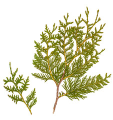 Fresh green pine leaves isolated, Shoots are Cossack Juniper