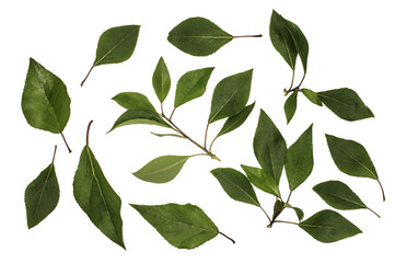 Green leaves of poplar, poplar fragrant, poplar Moscow, isolated on white