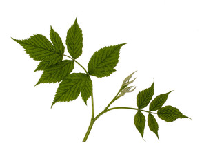 Green leaves of raspberry, garden raspberry, complex pinnate leaf