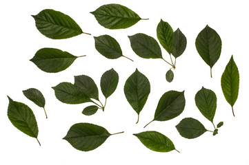 young cherry green leaves isolated on white background, Herbology