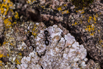 Black garden ant, black lazy, birch bark, close-up