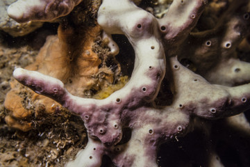 purple white sea sponge