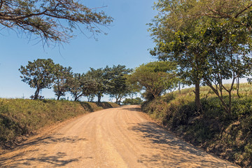 Fototapeta na wymiar Empty Dirt Road Through Trees and Sugar Cane Plantations