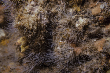 white sea feathers on the reef