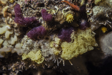 yellow and purple sea sponge on the reef