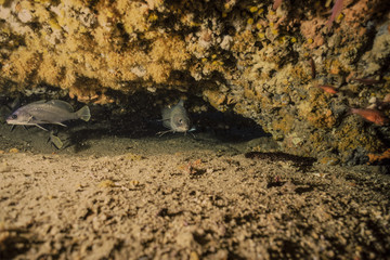 underwater photography, reef fish