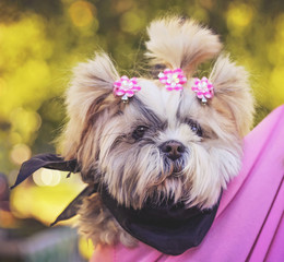 cute lhasa apso in a pouch at a park during summer with a bandana on toned with a retro vintage...