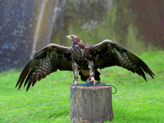 Beautiful huge golden eagle corded to an old wooden stump
