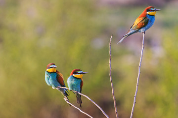 Three colored birds sit on thin branches