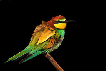exotic colored bird is isolated on a black background