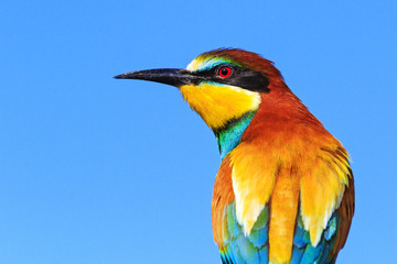 European bee-eater in spring plumage