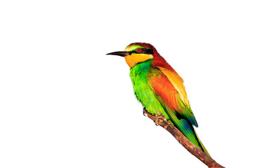 Obraz premium beautiful spring bird isolated on white background