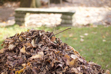 mountain of dry leaves grouped in autumn in a park