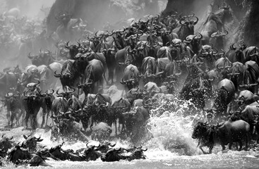 The great wildebeest migration is the movement of vast numbers of the wildebeest