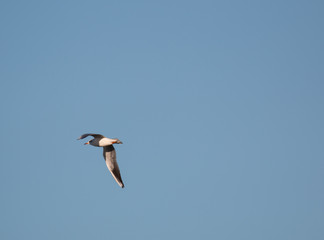 Mediterranean seagull