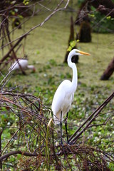 Fototapeta premium Great White Egret / Florida Wildlife 
