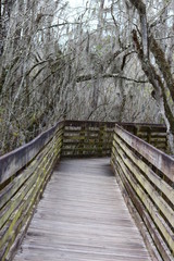 Fototapeta na wymiar Winter Nature Trail / Boardwalk through the Dead Forest 