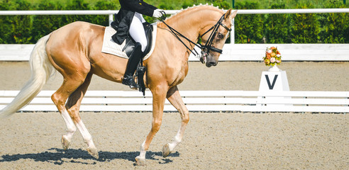 Elegant rider woman and cremello or pearl horse. Beautiful girl at advanced dressage test on...